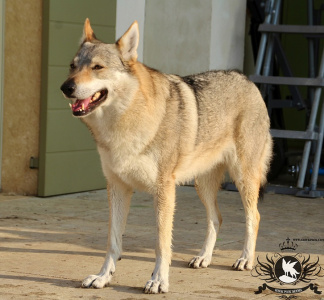 Glock Pack Ilia From Alcatraz