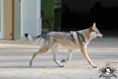 Glock Pack Ilia From Alcatraz