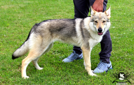 Glock Pack Ilia From Alcatraz