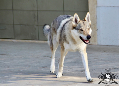 Glock Pack Ilia From Alcatraz