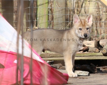 Baldur vom Kaskadenwolf