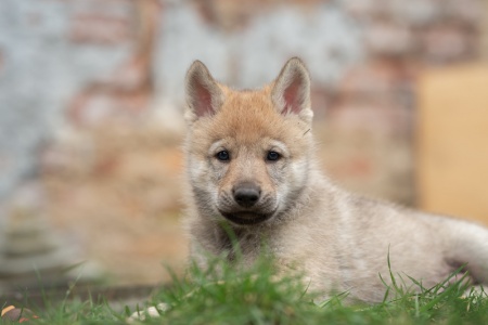 Bakari Wolf of Mystika