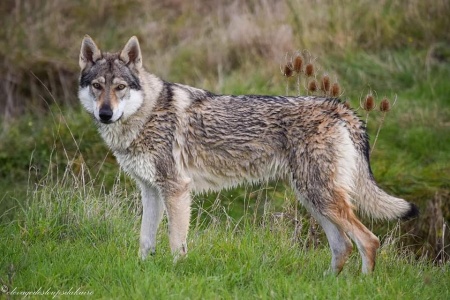 Akasha Lupus Belliatus