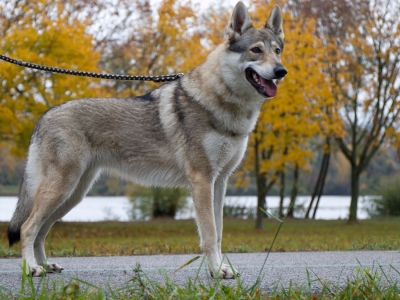 Athena Blondie Canis