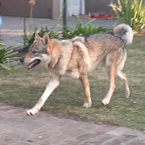 Abhator Alpha Wolf - Argentina