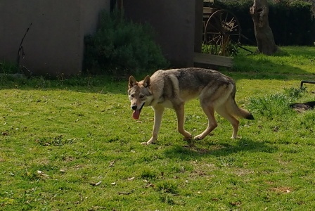 Aryon Alpha Wolf - Argentina