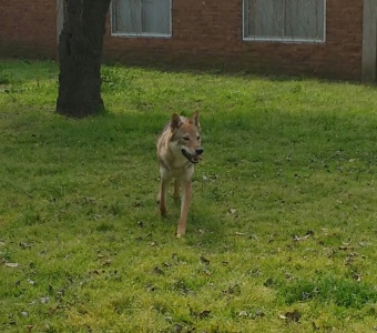 Arya Alpha Wolf - Argentina