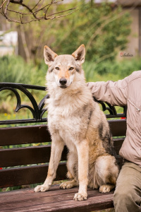 Balkis Dazling Beauty