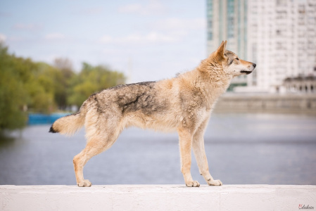 Balkis Dazling Beauty