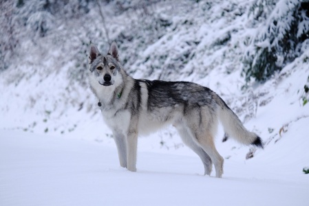 Fenics von Da Ma Kennel Wolf