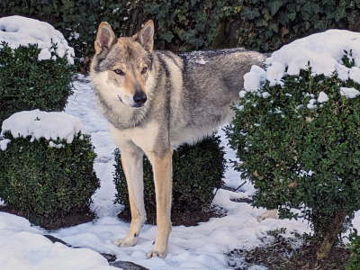 Kemosabe Ezechielelupo