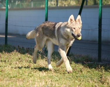 Ma'a Nonu Salto del Lupo