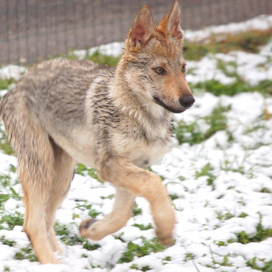 Ma'a Nonu Salto del Lupo