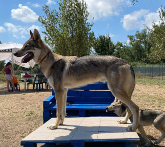 Mjollnir Asgard Salto del Lupo