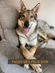 Paddy des Feux d'Or