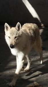 Bolton Alpha Wolf - Argentina 
