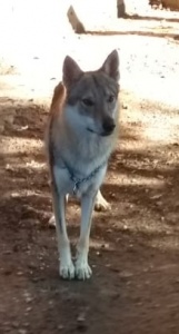 Botty Alpha Wolf - Argentina 