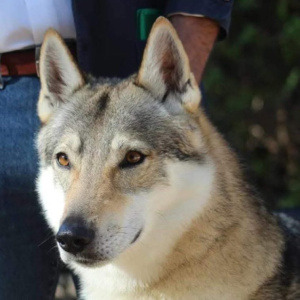 Vlknijus Wolf Lupi di Montemorello