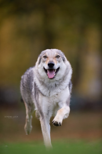 Isabeau della Favola del Lupo