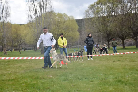 Celeste de la Manada de Castro