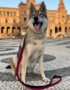 Daenerys The Wolf-Alaskan House