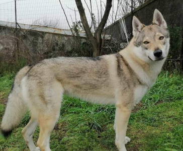 Lagertha Lobos da Costa Verde