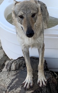 The Black Sea Wolfdog Quendolin