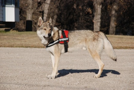 Erik Nanook Zlatá Palz