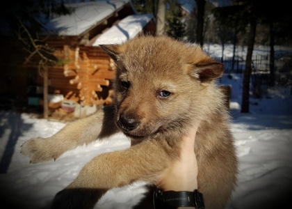 Elbrus of Ceahlau Wolves