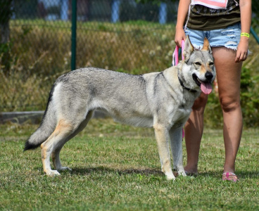 Arisa Vreteň wolf