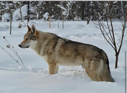 Amberwolfroyalty Donar