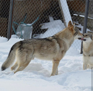 Amberwolfroyalty Donar