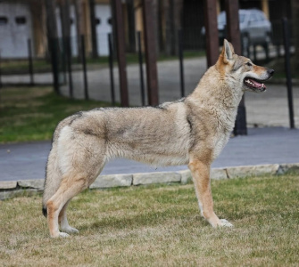 Urals wolf Alpine Aurum 