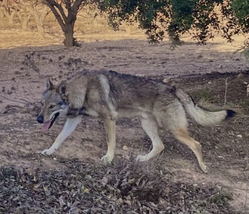 Multi Ch. Wolf De Loyre de Aralla