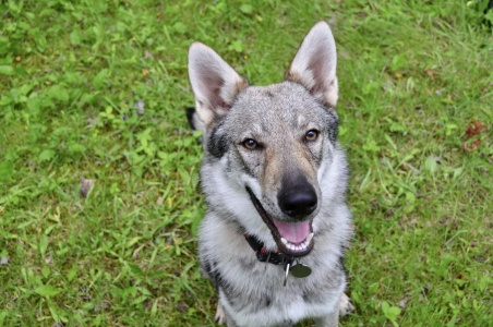 Oklahoma RunningWolf