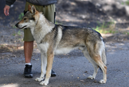 Fenrir ze Studeného