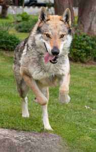 Fenrir ze Studeného