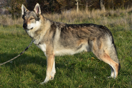 Wiedzmin s Divokou krví