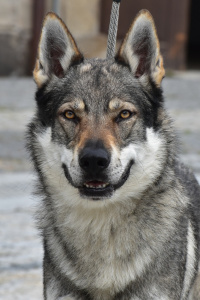 Wampire Floki s Divokou krví