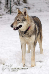 White Princes Isabea s Divokou krví