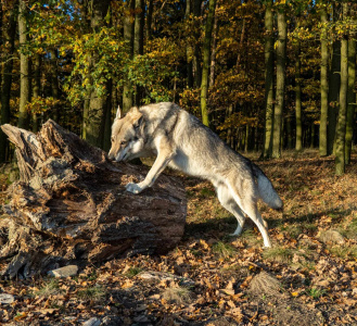 Grey wolf Jasenovské vodopády