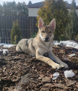 Tsarskaya Zastava Ezhevika