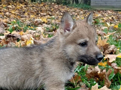 Tsarskaya Zastava Ezhevika