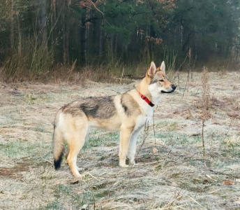 Tsarskaya Zastava Ezhevika