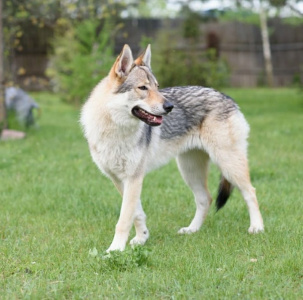 Tsarskaya Zastava Ezhevika