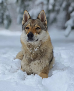 Tsarskaya Zastava Ezhevika