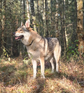Tsarskaya Zastava Ezhevika