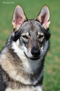 Apex Predator of Laramidia Aeghyra