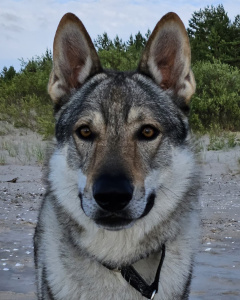 Pontas Ulf Girios dvasia