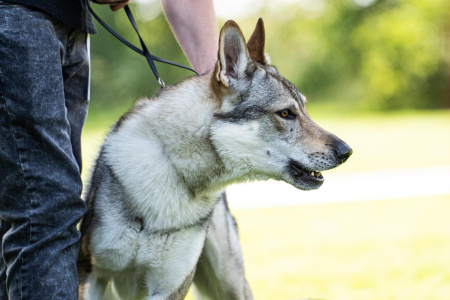 Pontas Ulf Girios dvasia